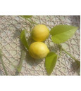 Citrony BIO 500 g